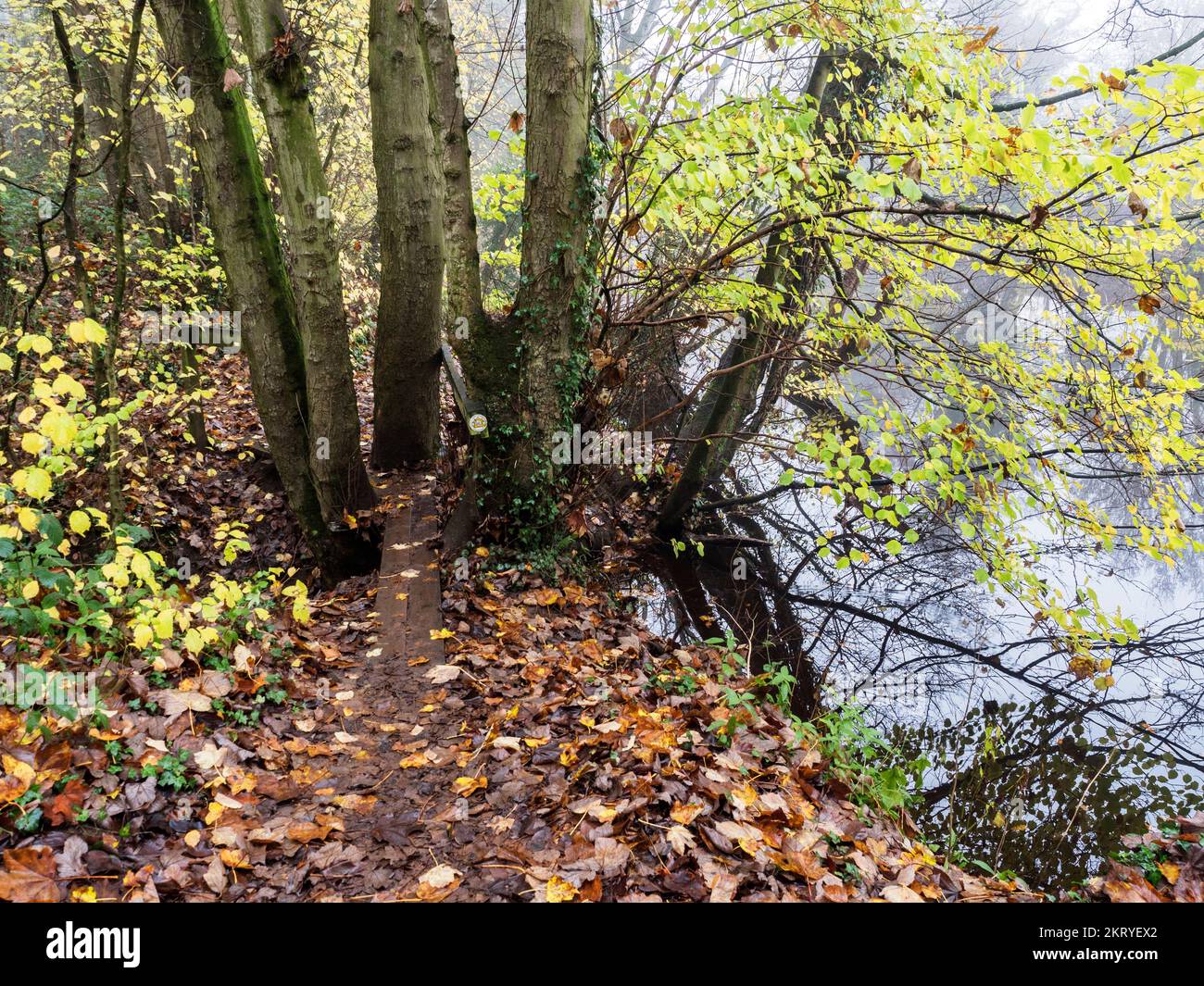 Autumn trees along the path by the River Nidd in Birkham Wood near Knaresborough North Yorkshire England Stock Photo