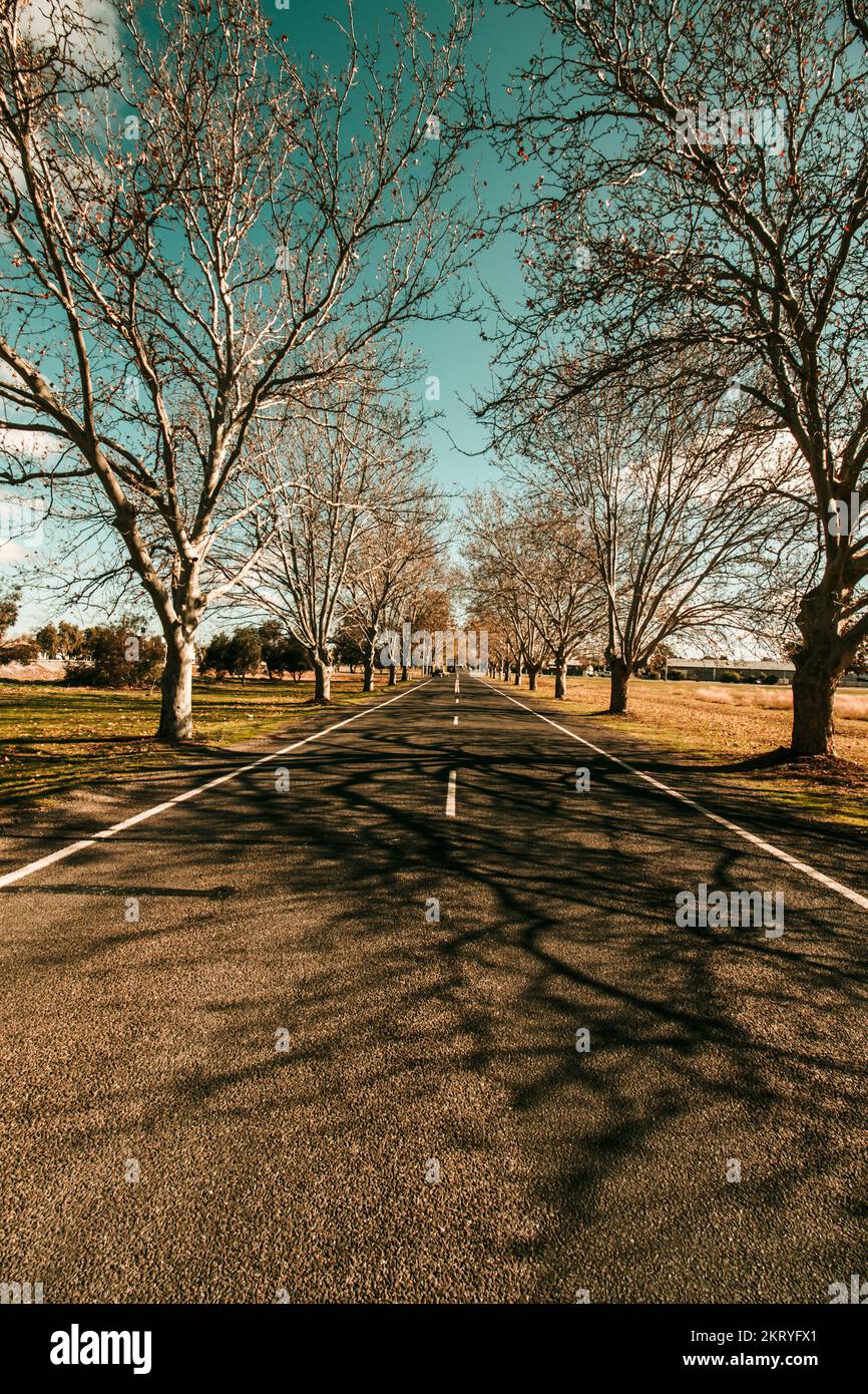 Leafless autumn trees shadow over a road landscape. Narrandera, NSW, Australia Stock Photo