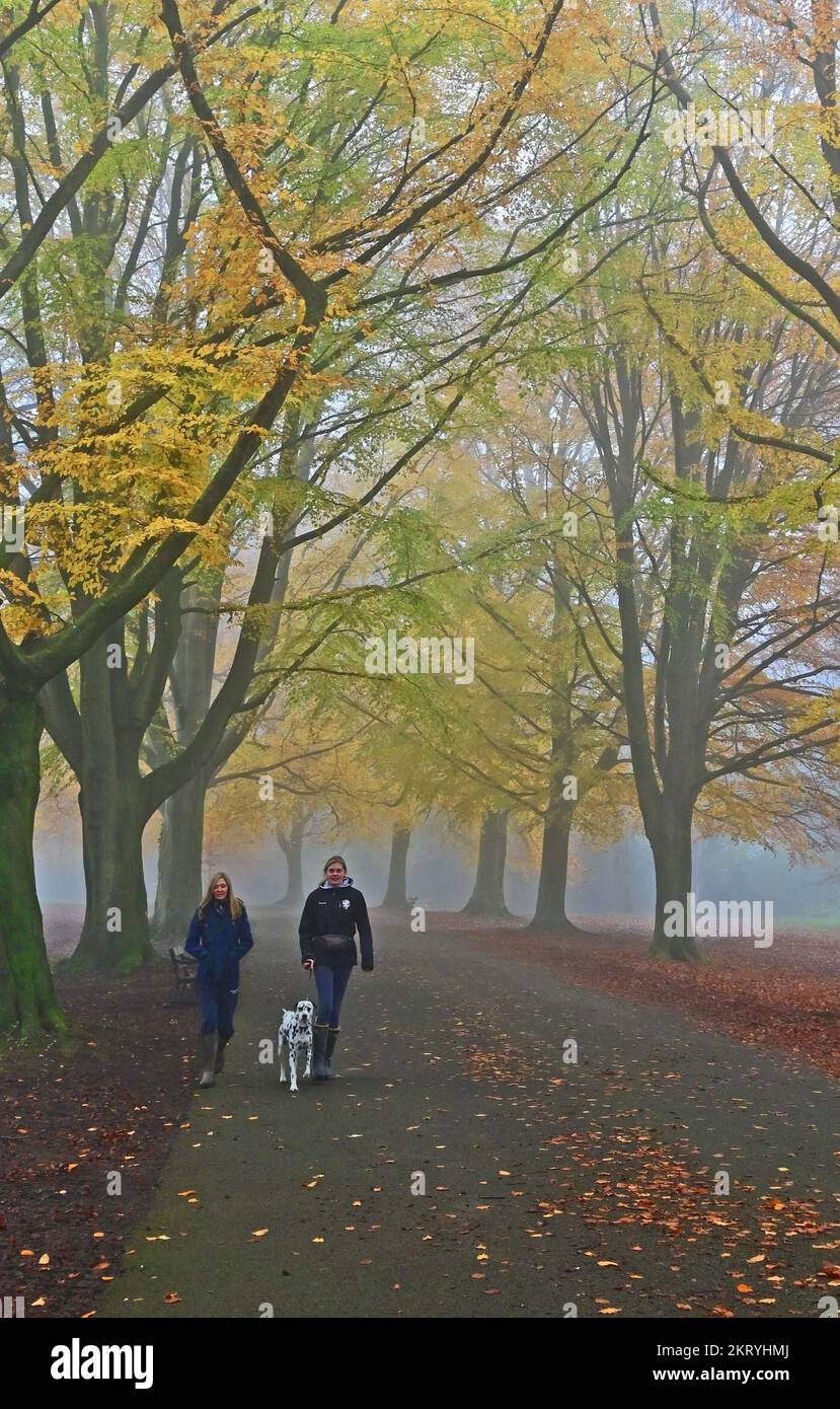 Bristol, UK. 29th Nov, 2022. On a very cold afternoon walkers with dog are seen on an avenue of golden trees covered in foggy conditions. Picture Credit: Robert Timoney/Alamy Live News Stock Photo