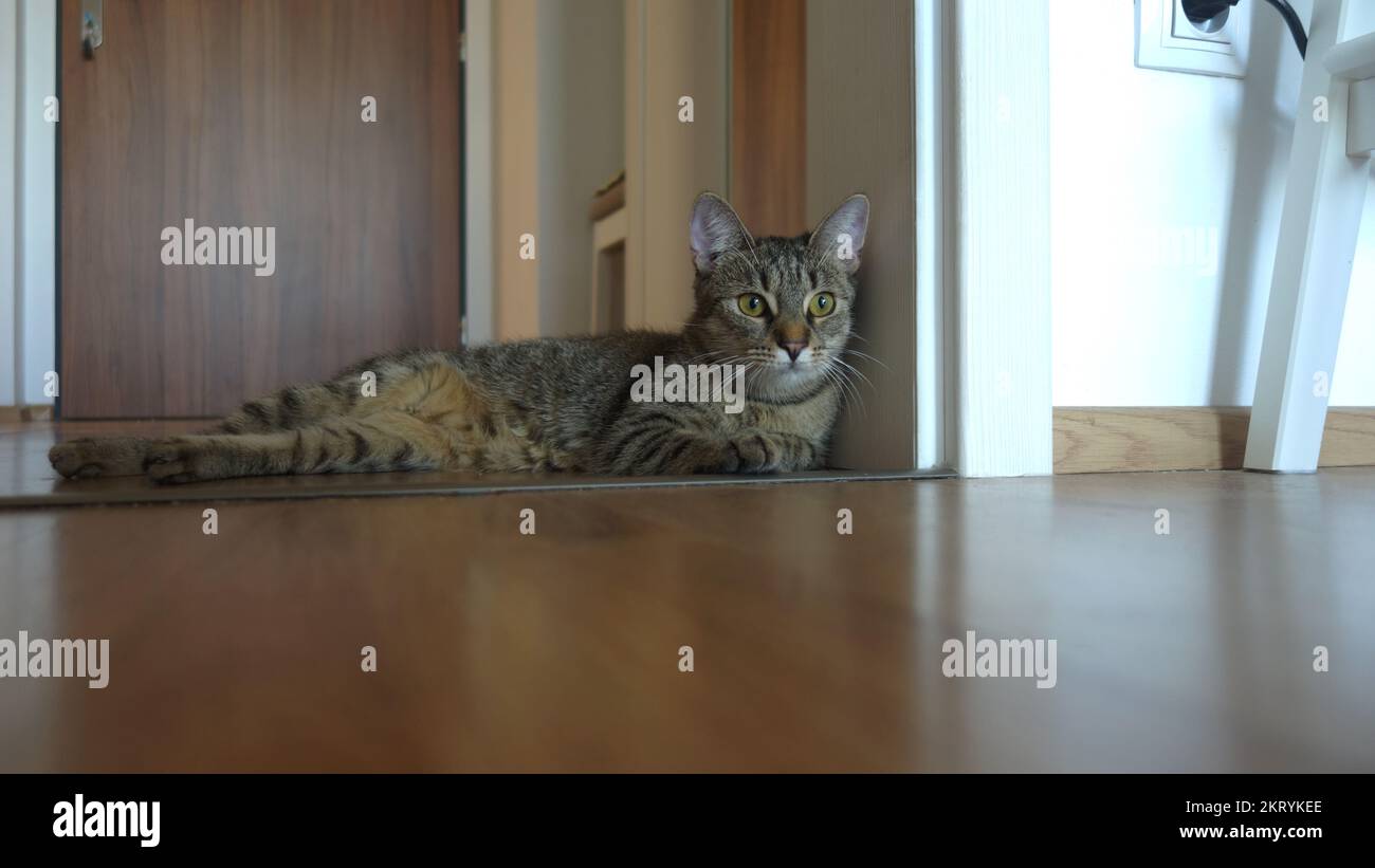 domestic Tabby cat kitten lying on the floor Stock Photo