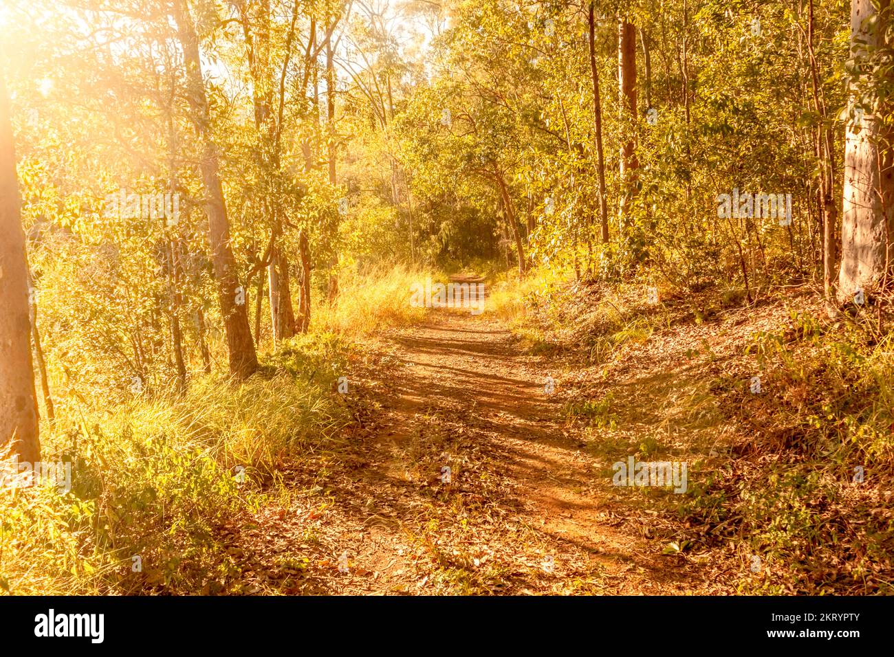 A golden grove of scenic walking track in a glow of summer sunset