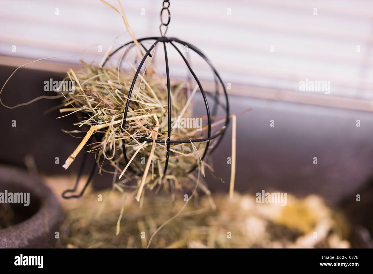 Hay and dried grass for rabbit in pet cage and dry food for rodents pet feed with copy space