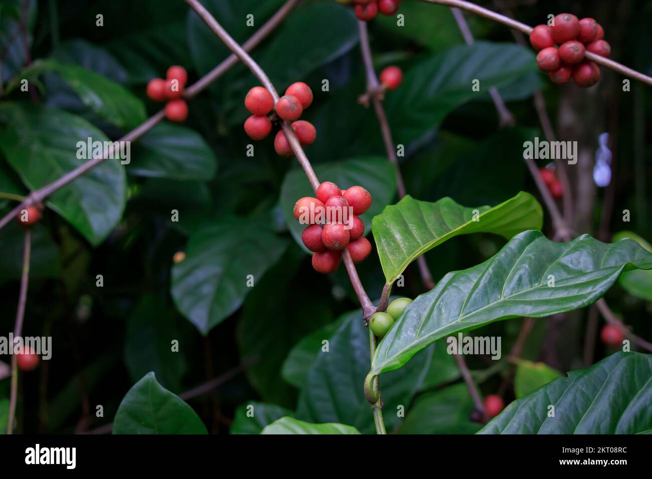 red Robusta coffee on a tree Stock Photo