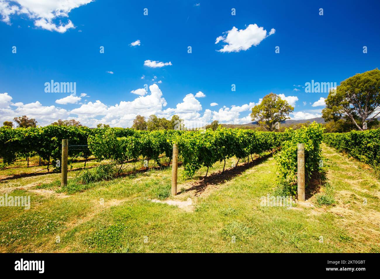King Valley Vineyard in Australia Stock Photo Alamy