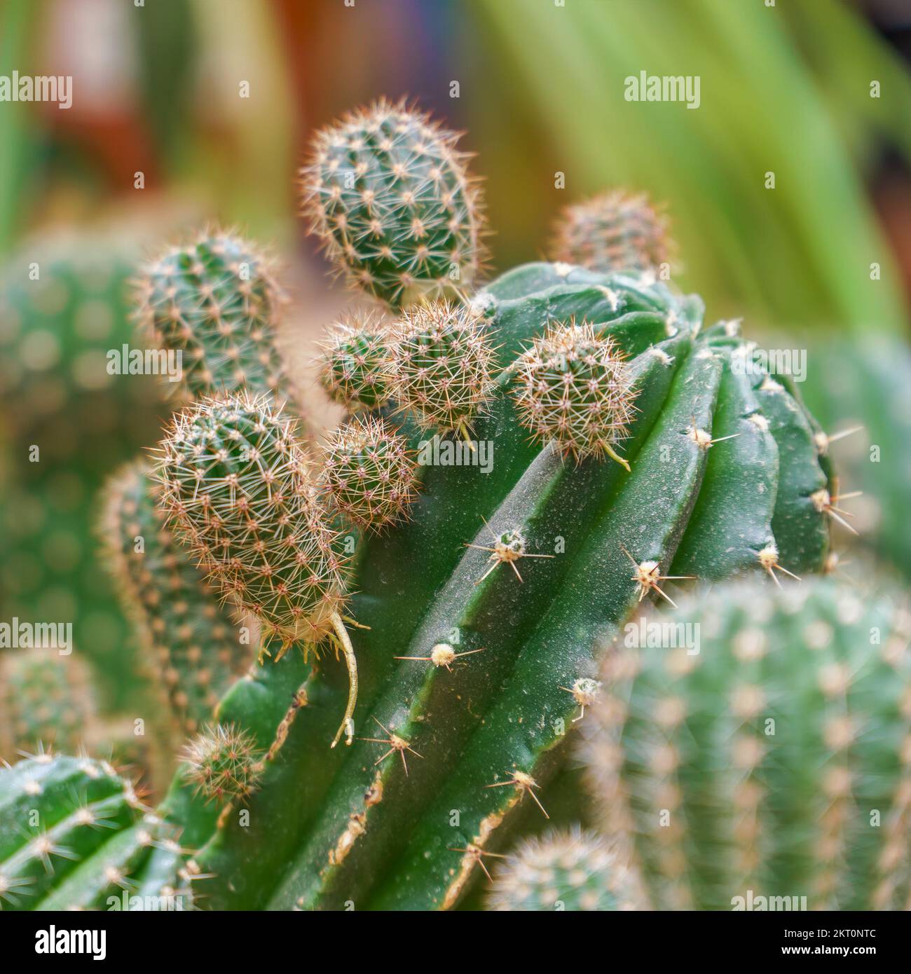 Echinopsis cactus with offshoots of babies or pups. Echinopsis calochlora.  Selective focus Stock Photo - Alamy