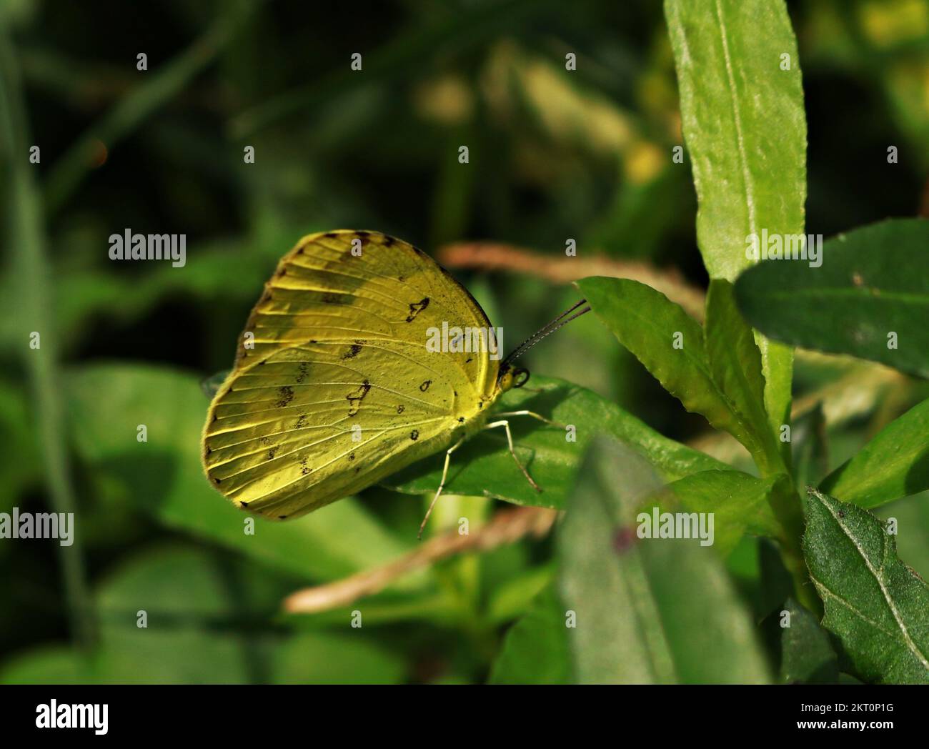 Light Green Butterfly Stock Photo Alamy