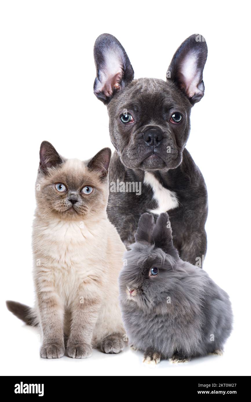 Pets isolated on white background Stock Photo