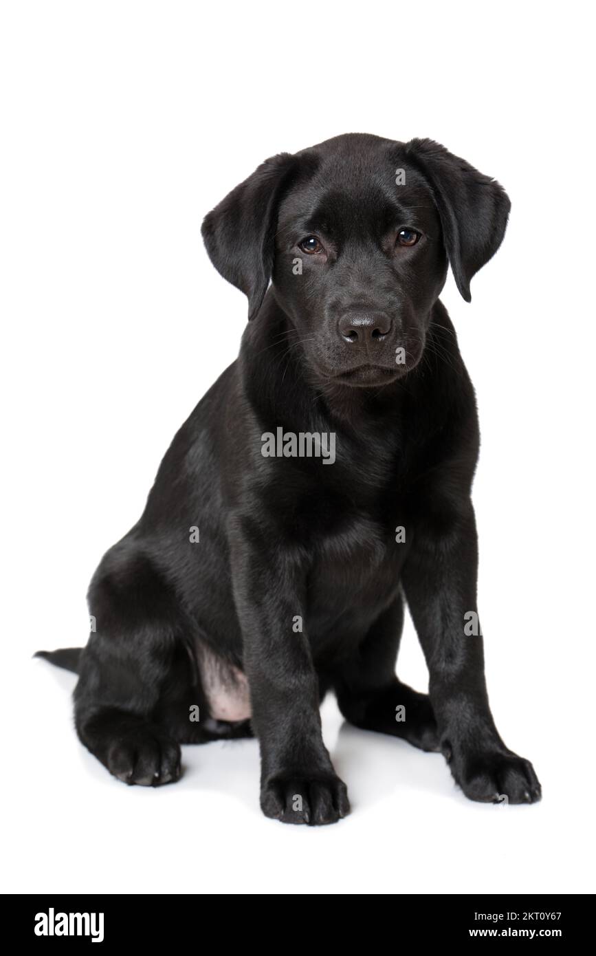 Labrador puppy sitting on white background Stock Photo - Alamy