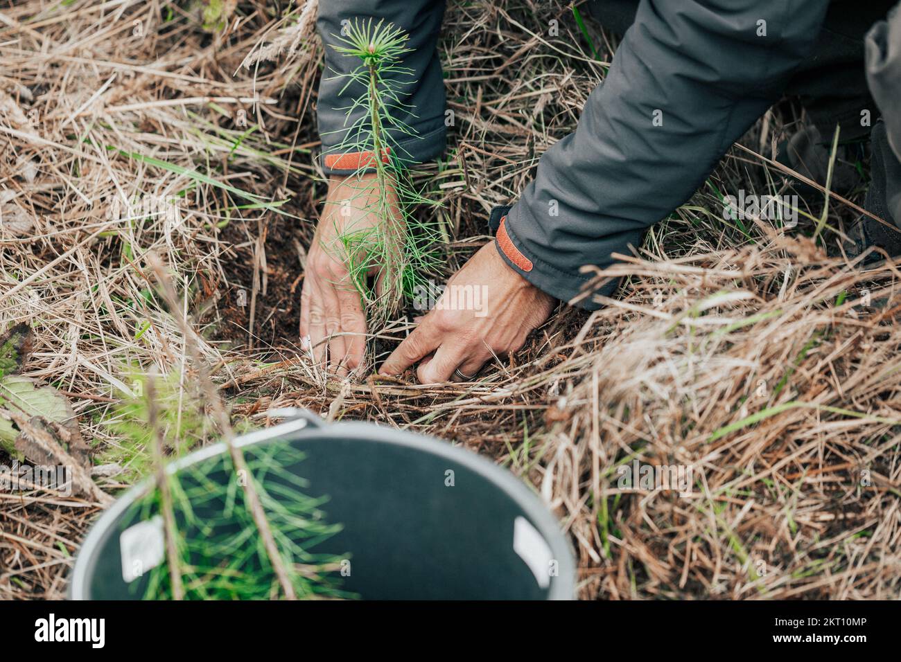 Man planting young tree seedling of conifer in the forest, save the