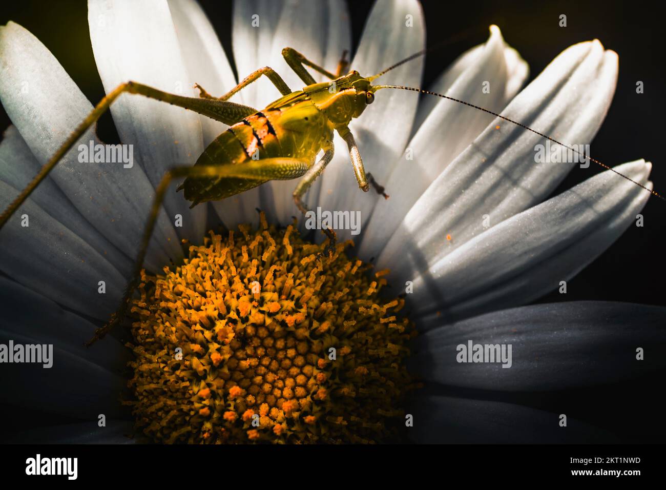 Flora and fauna horizontal close-up on a small green Australian grasshopper standing on the stamen on a yellow daisy flowers. Spring concept Stock Photo