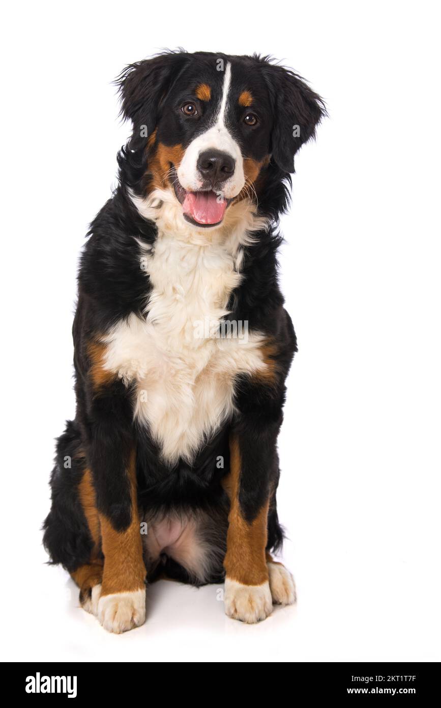 Bernese mountain dog isolated on white background Stock Photo - Alamy