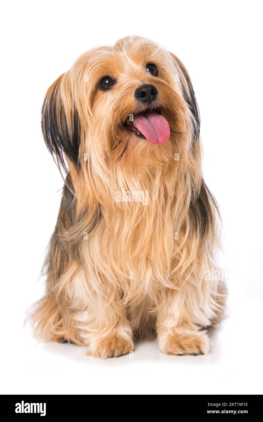 Cross breed dog isolated on white background Stock Photo Alamy