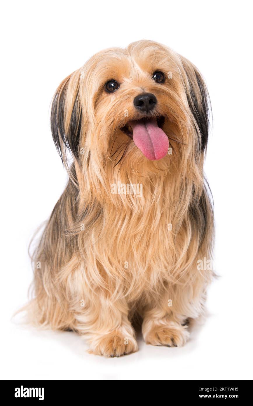 Cross breed dog isolated on white background Stock Photo - Alamy