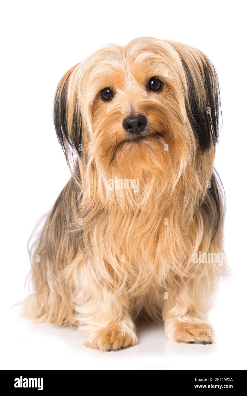 Cross breed dog isolated on white background Stock Photo - Alamy