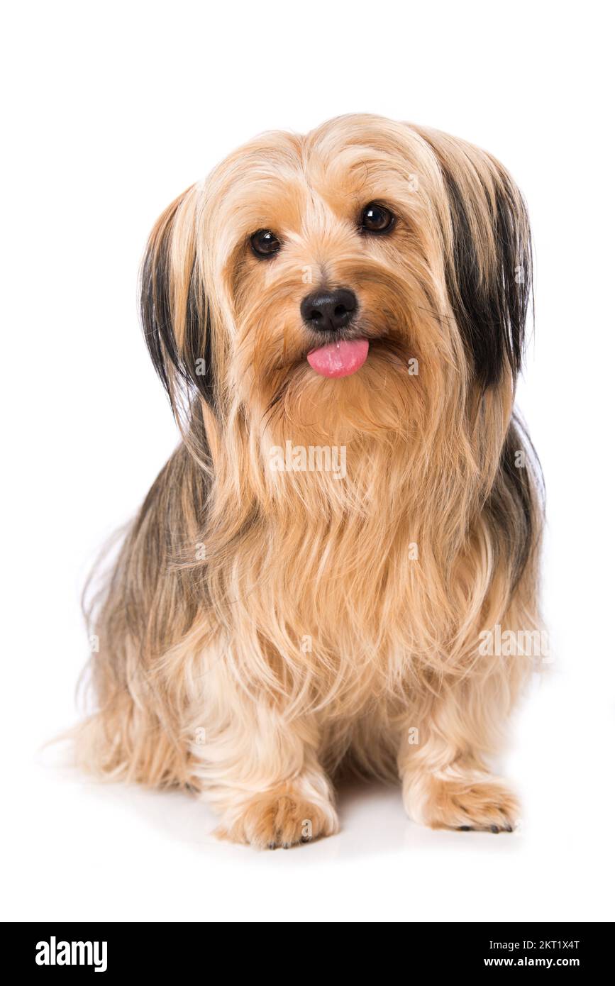 Cross breed dog isolated on white background Stock Photo - Alamy