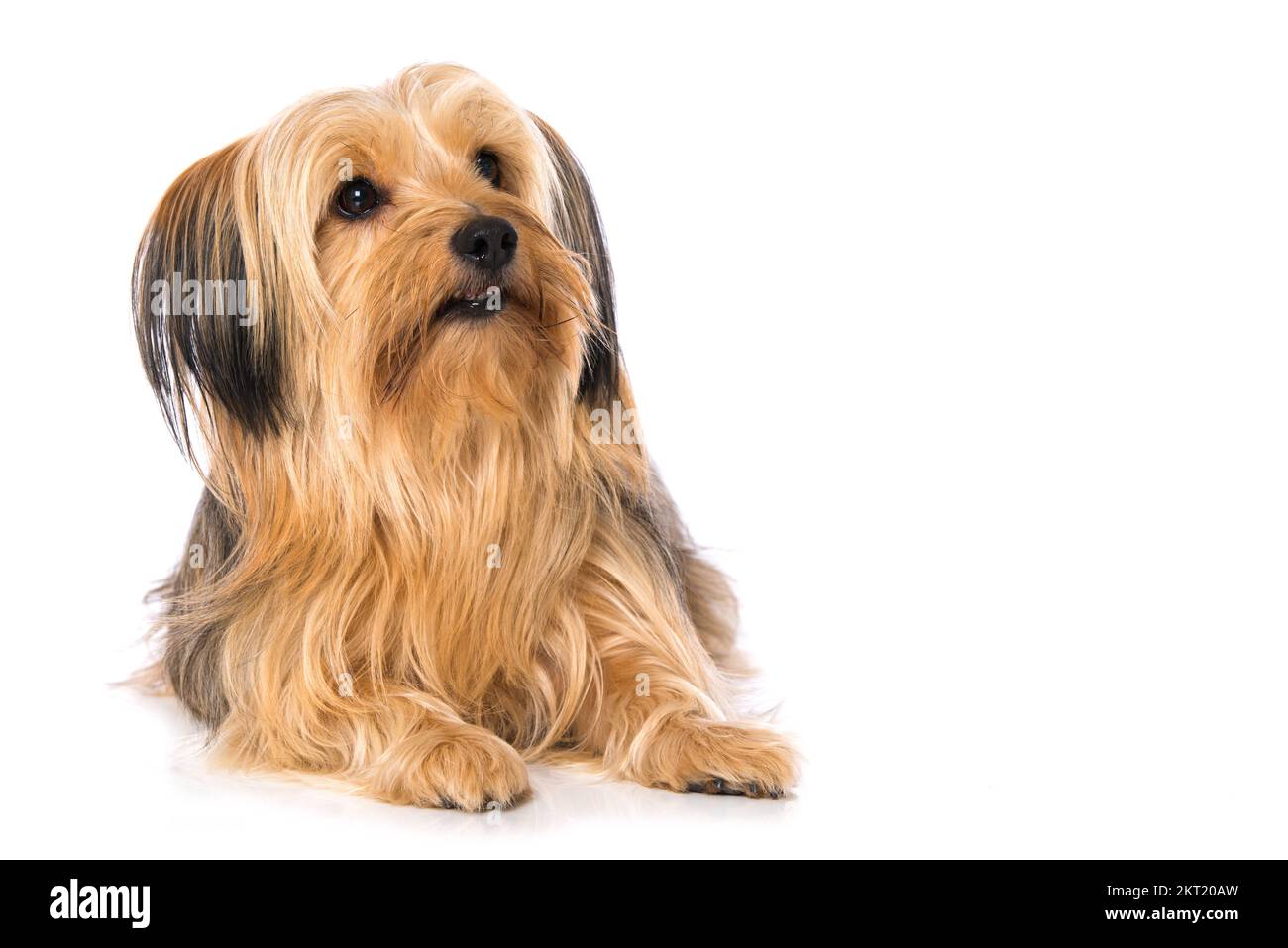 Cross breed dog isolated on white background Stock Photo - Alamy