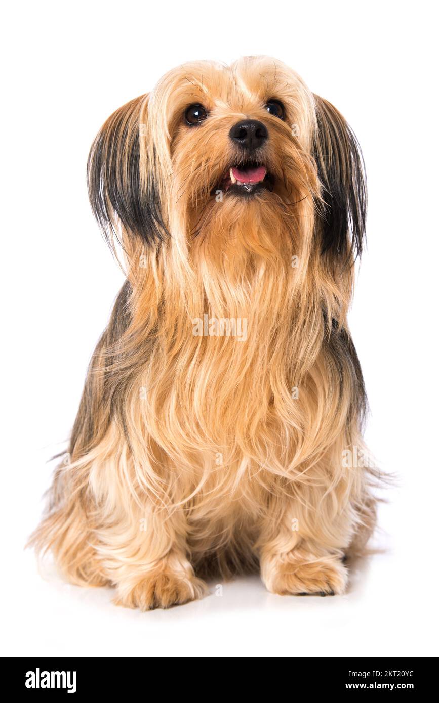 Cross breed dog isolated on white background Stock Photo - Alamy