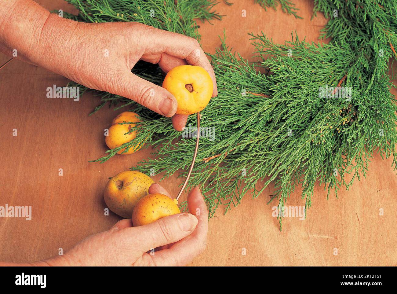 Threading the quinces onto the wire Stock Photo