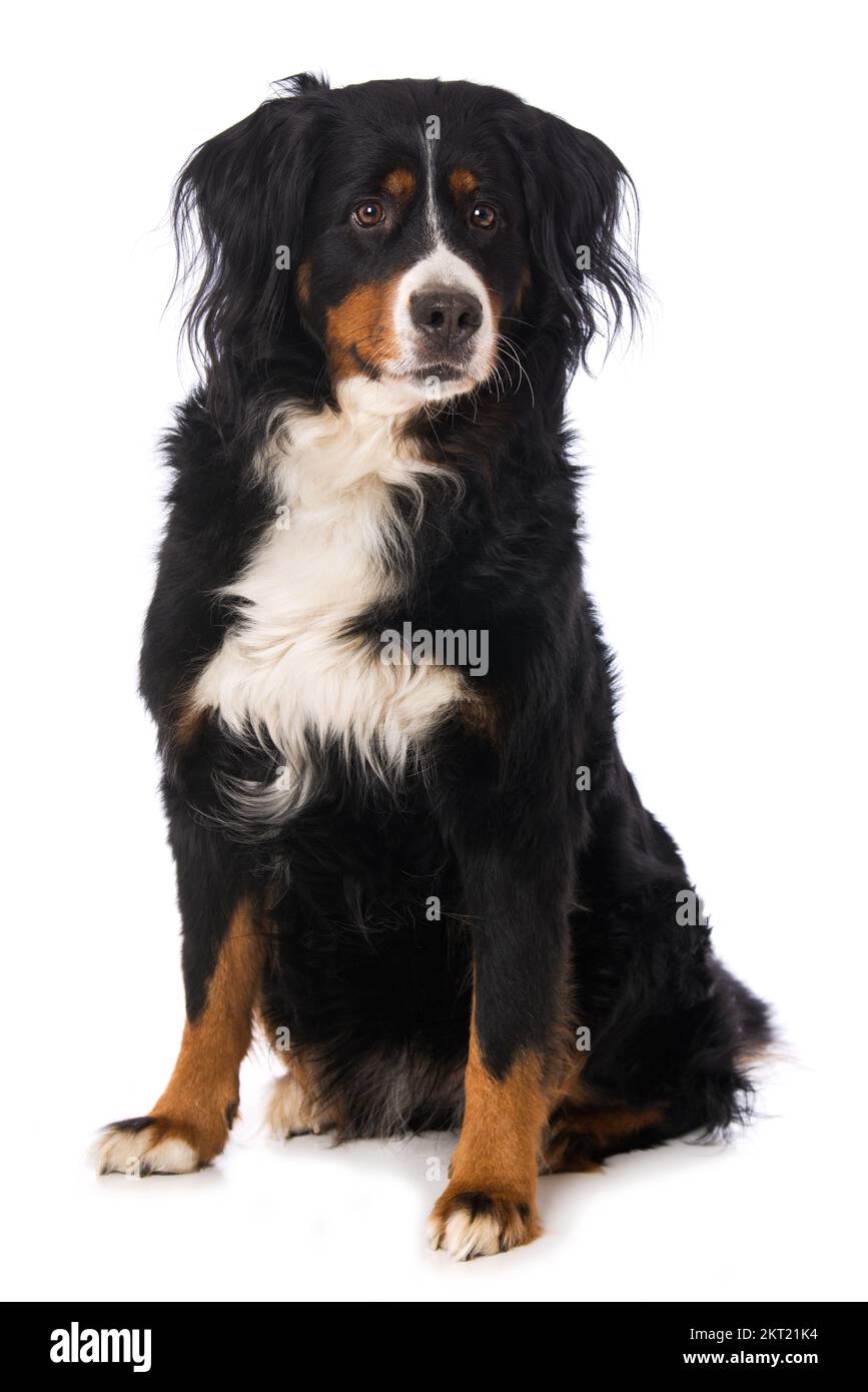 Bernese mountain dog isolated on white Stock Photo - Alamy