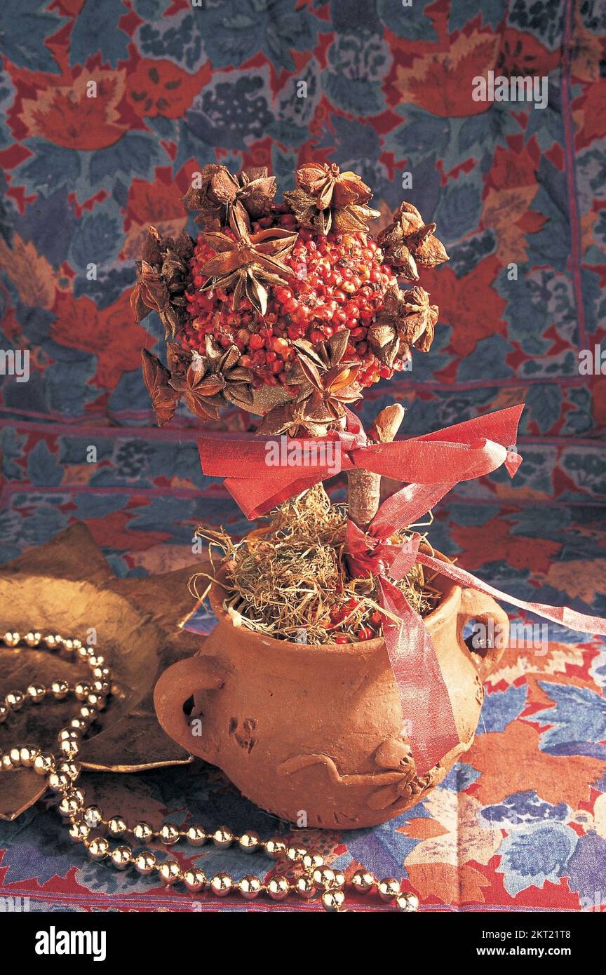 Spice Tree in a terracotta plant pot Stock Photo - Alamy