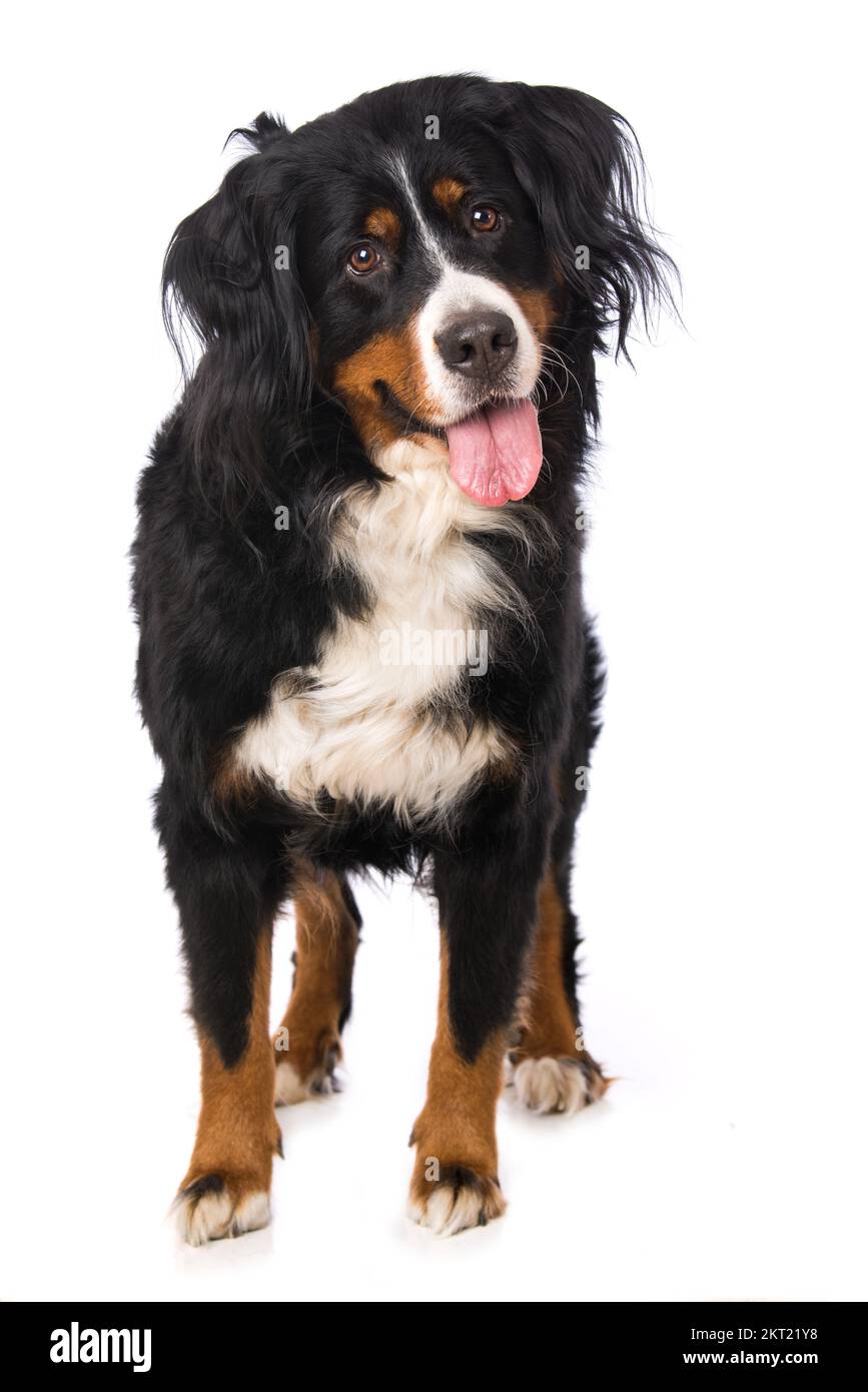 Bernese mountain dog isolated on white Stock Photo - Alamy