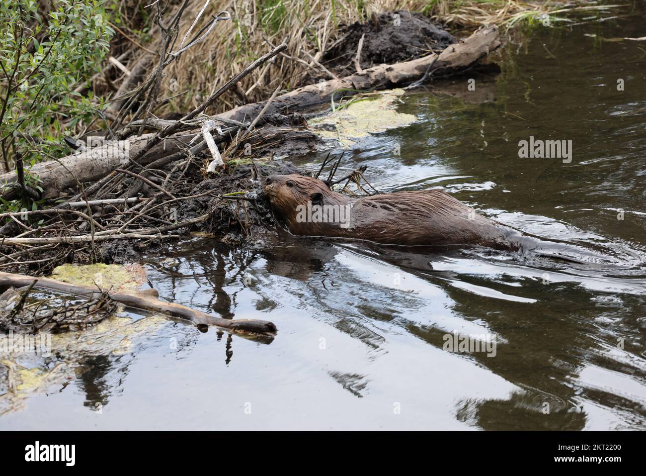 North American Beaver (Castor canadensis) Alberta Canada Stock Photo