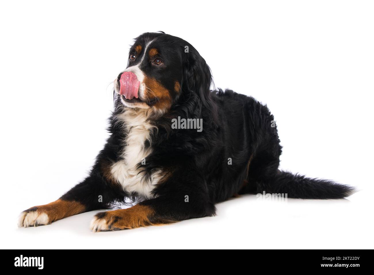 Bernese mountain dog isolated on white Stock Photo - Alamy