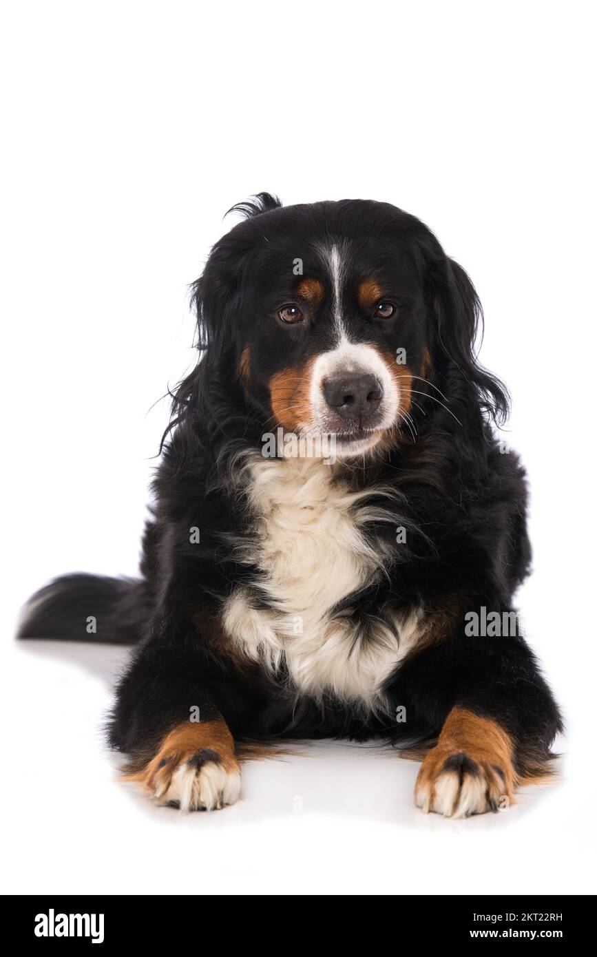 Bernese mountain dog isolated on white Stock Photo - Alamy