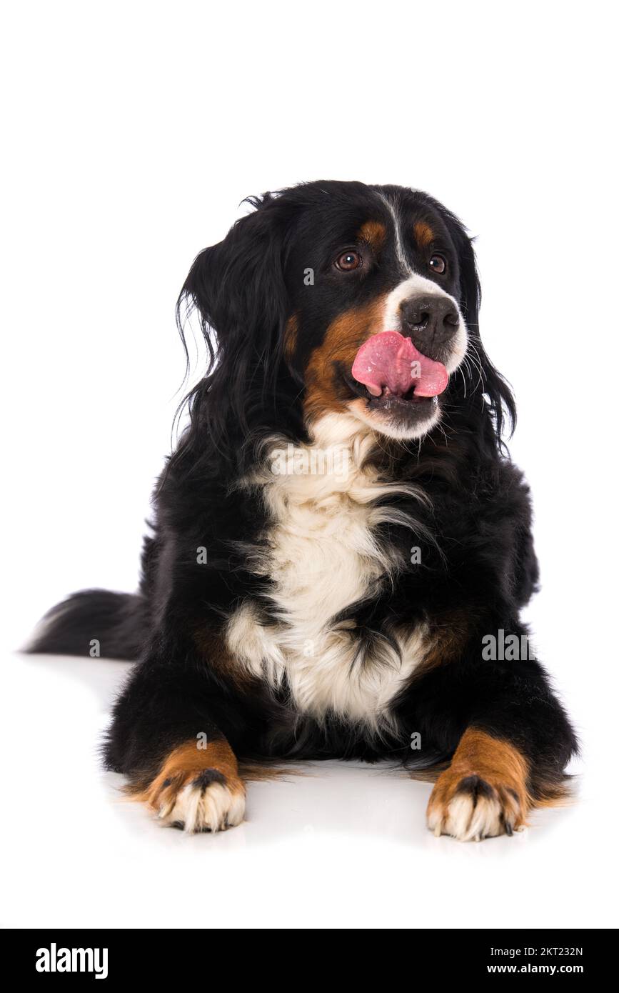 Bernese mountain dog isolated on white Stock Photo - Alamy