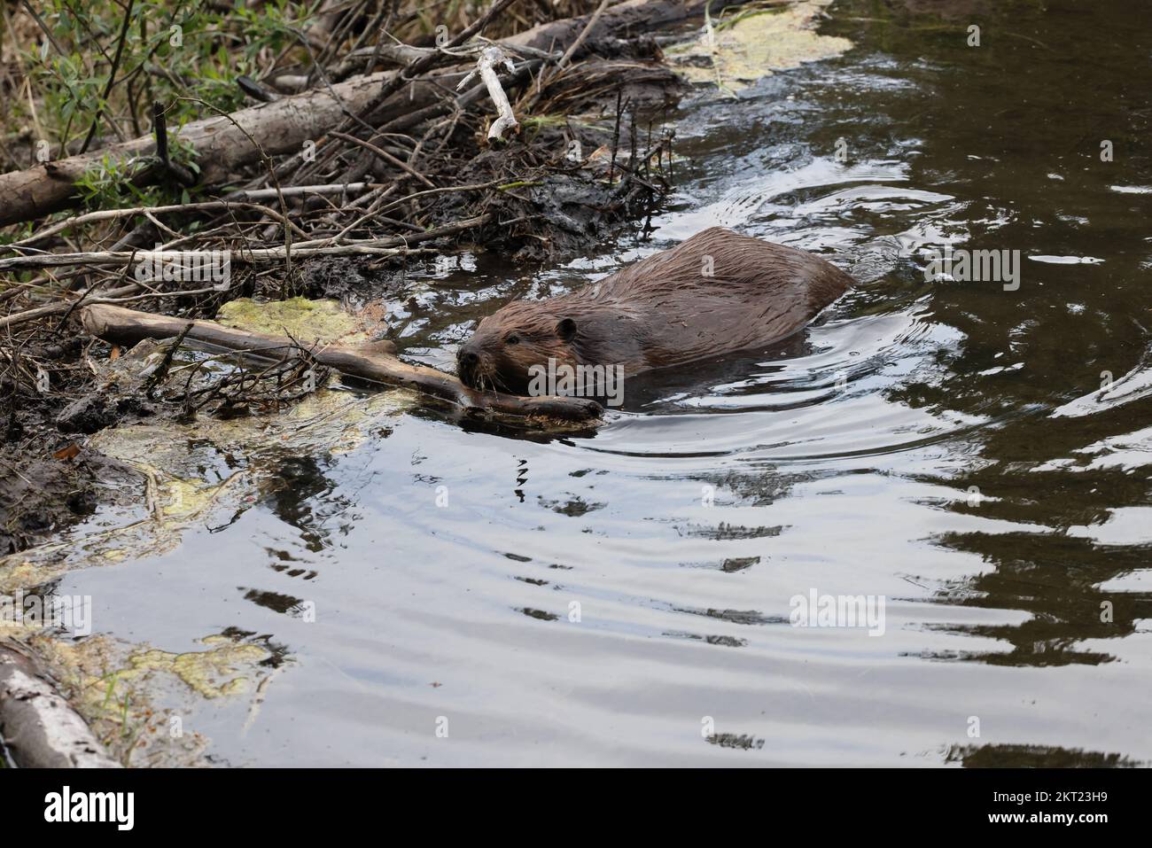 North American Beaver (Castor canadensis) Alberta Canada Stock Photo