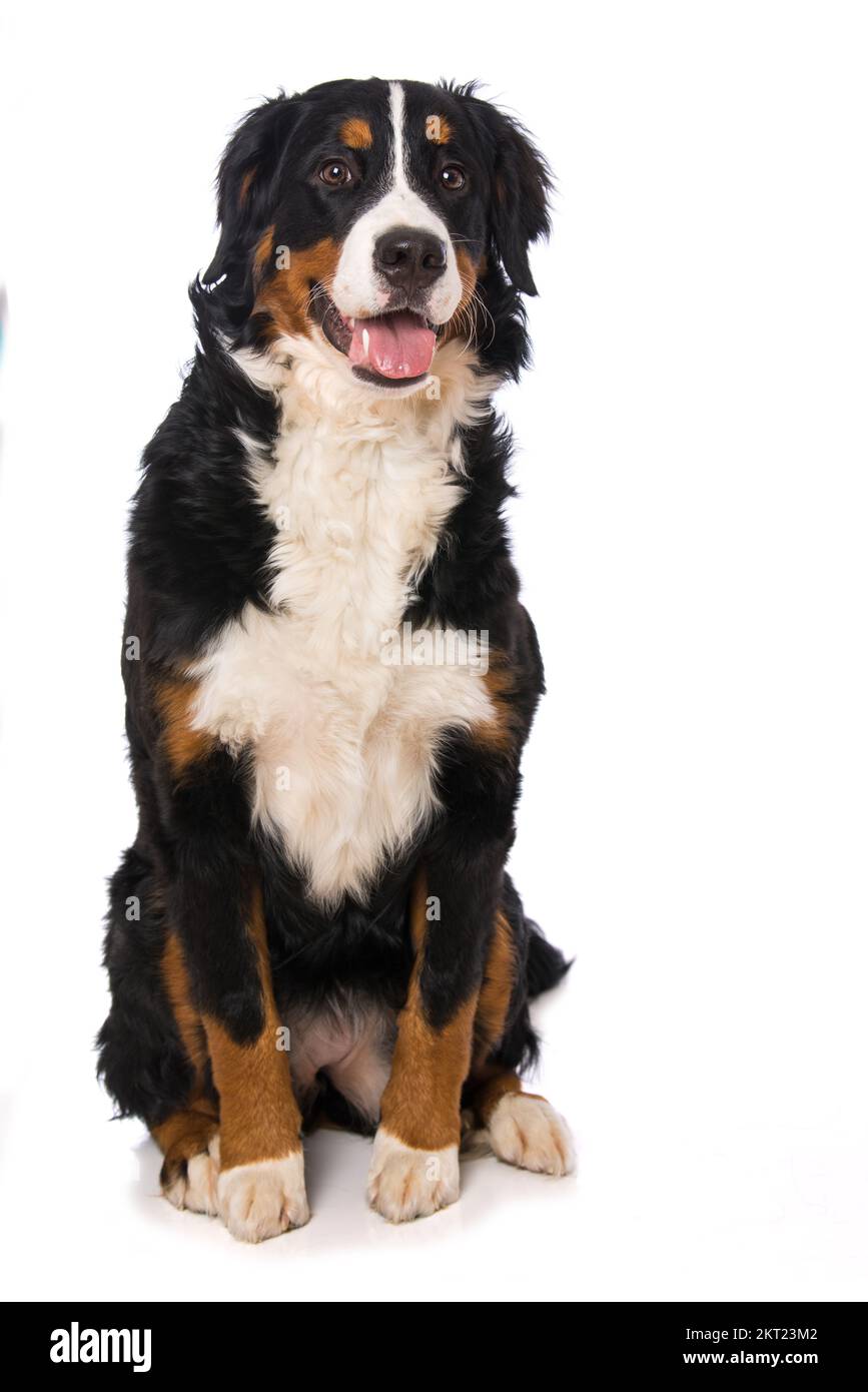 Bernese mountain dog isolated on white Stock Photo - Alamy
