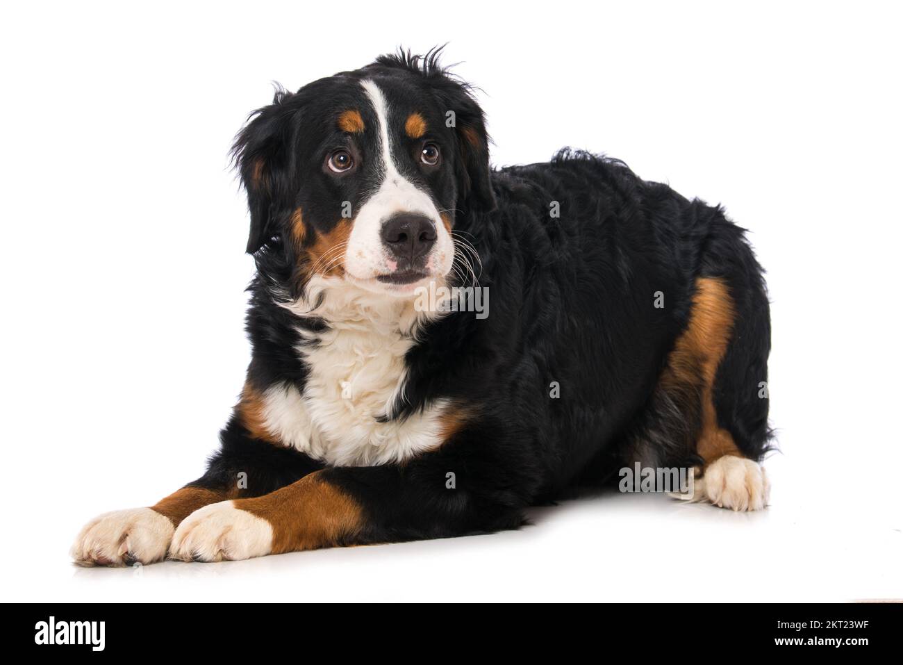 Bernese mountain dog isolated on white Stock Photo - Alamy