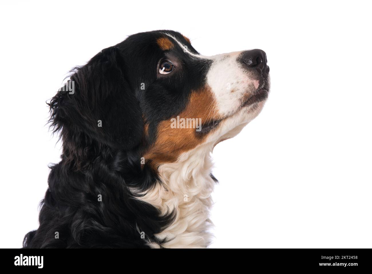 Bernese mountain dog isolated on white Stock Photo - Alamy