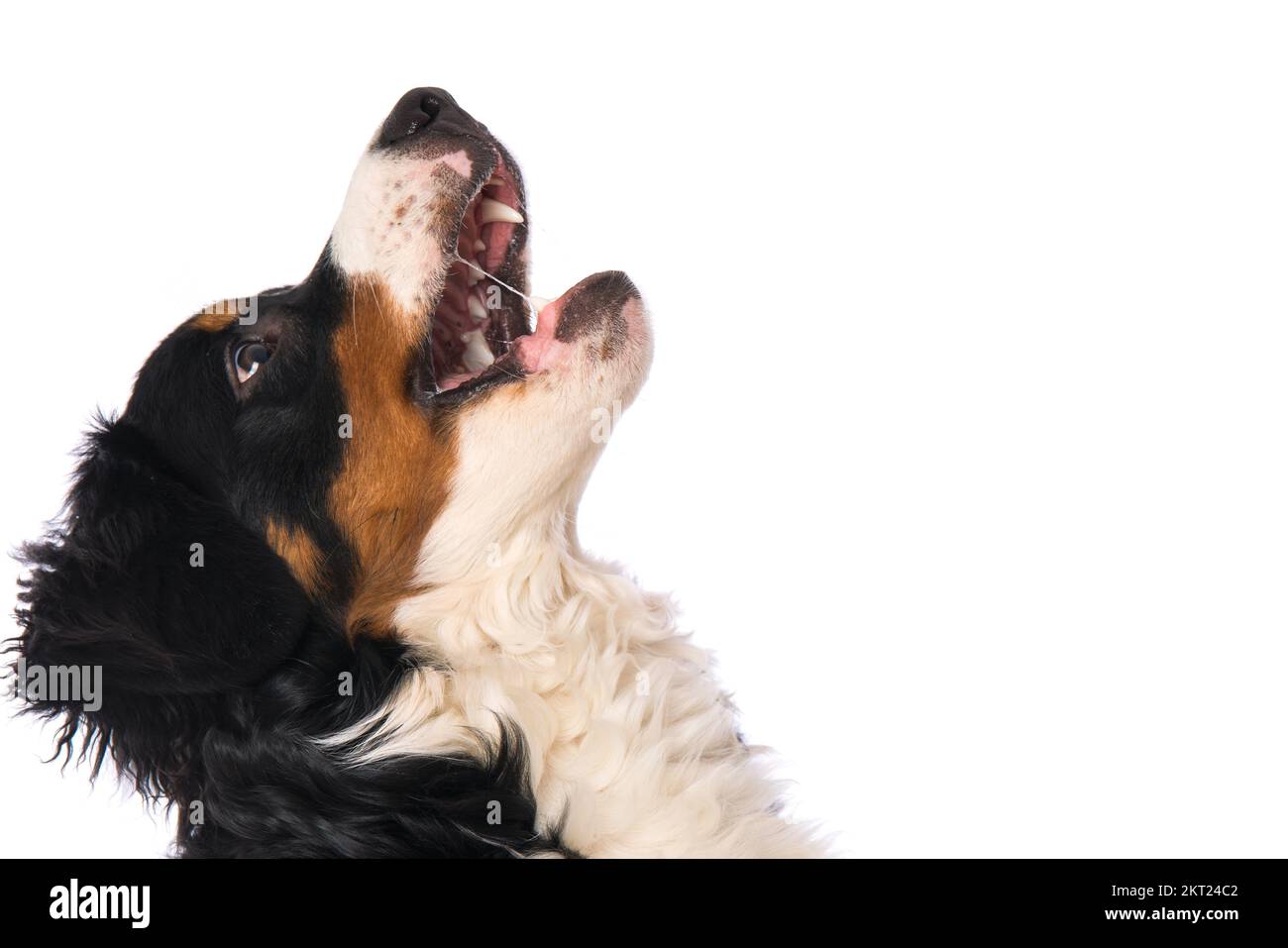 Bernese mountain dog isolated on white Stock Photo - Alamy