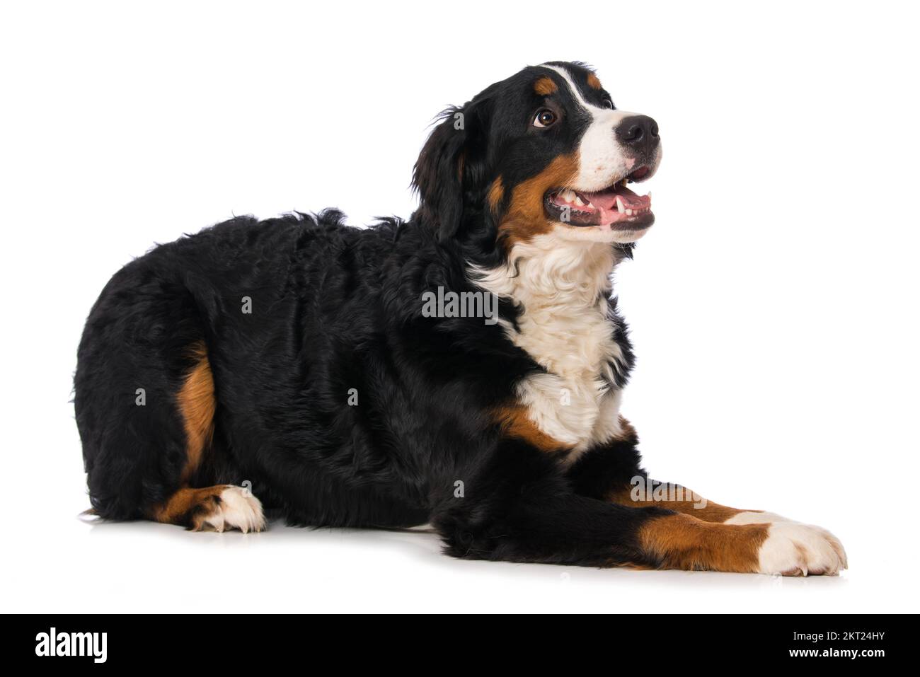 Bernese mountain dog isolated on white Stock Photo - Alamy