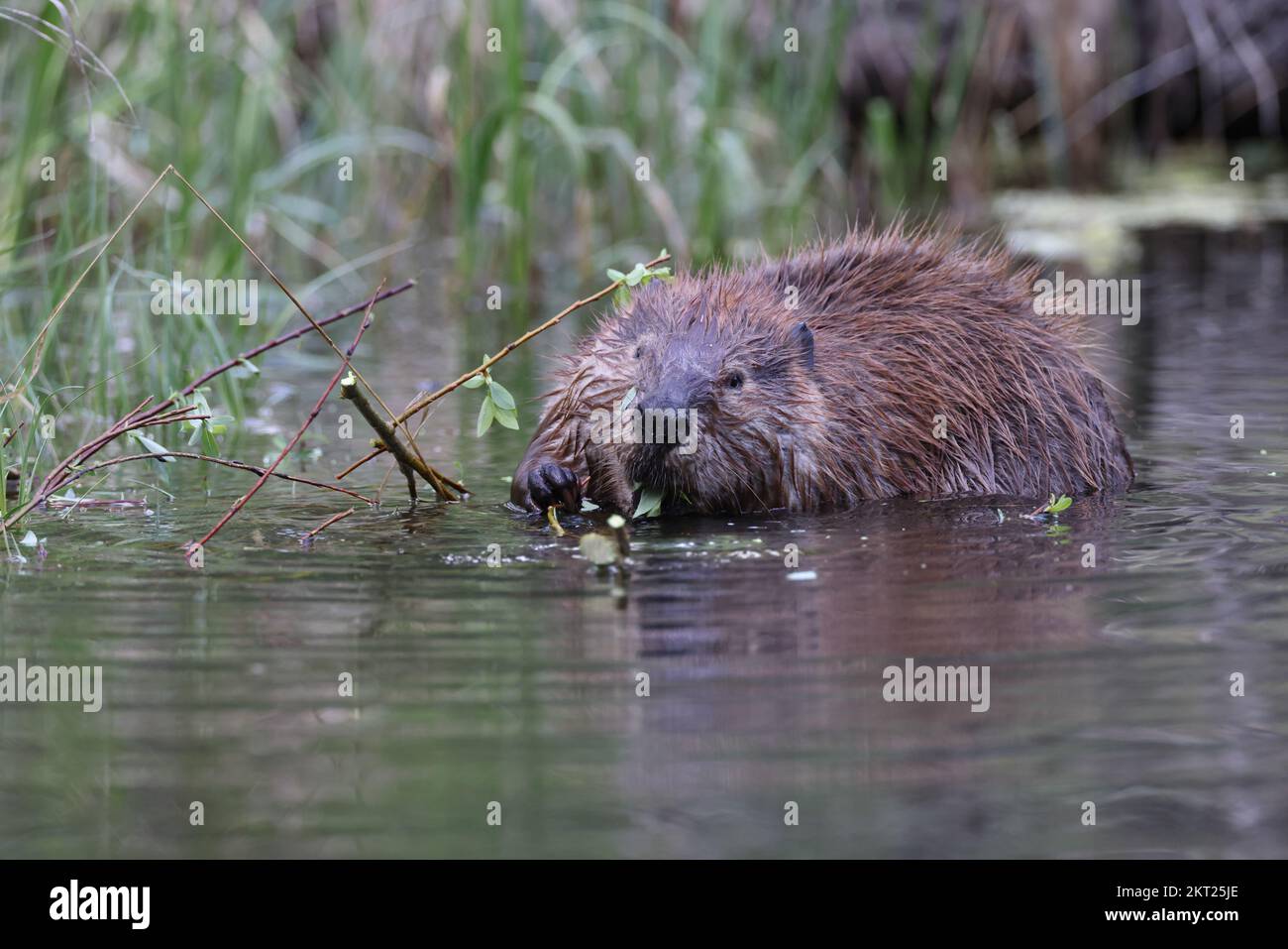 North American Beaver (Castor canadensis) Alberta Canada Stock Photo