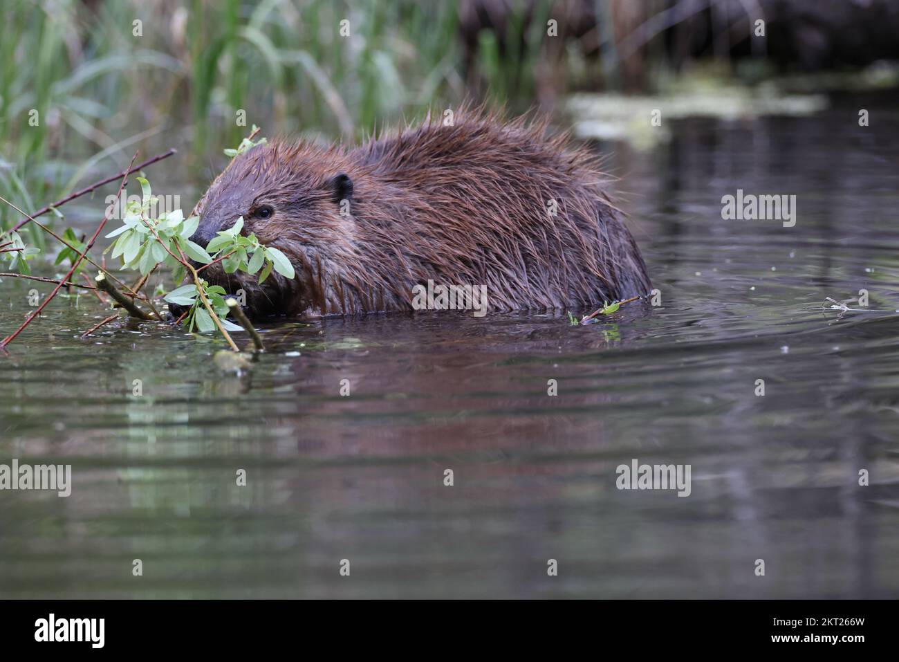 North American Beaver (Castor canadensis) Alberta Canada Stock Photo Alamy
