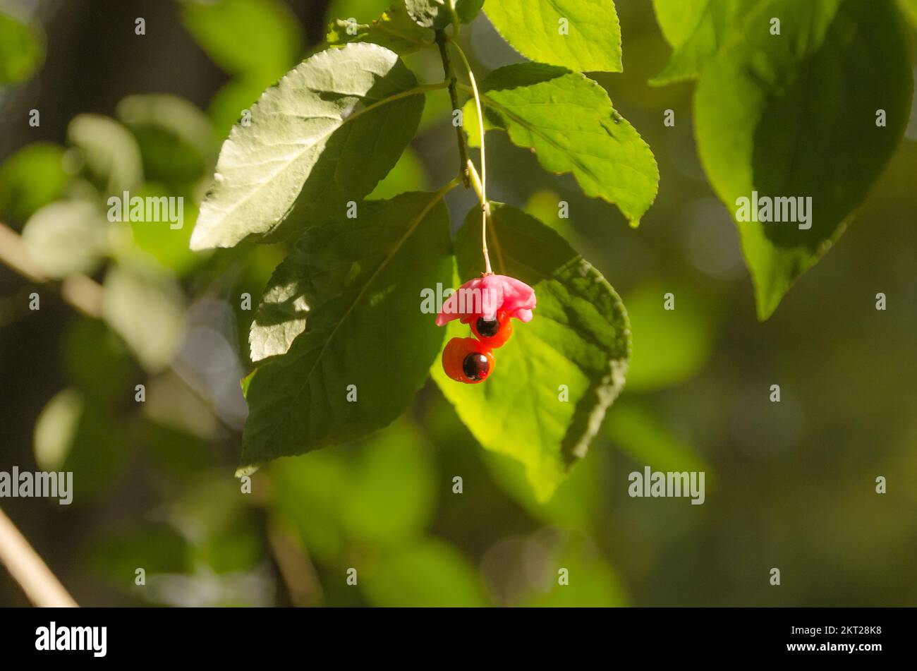 They See You. Euonymus Verrucosus Fruit in Natural Environment Берескле́т Stock Photo