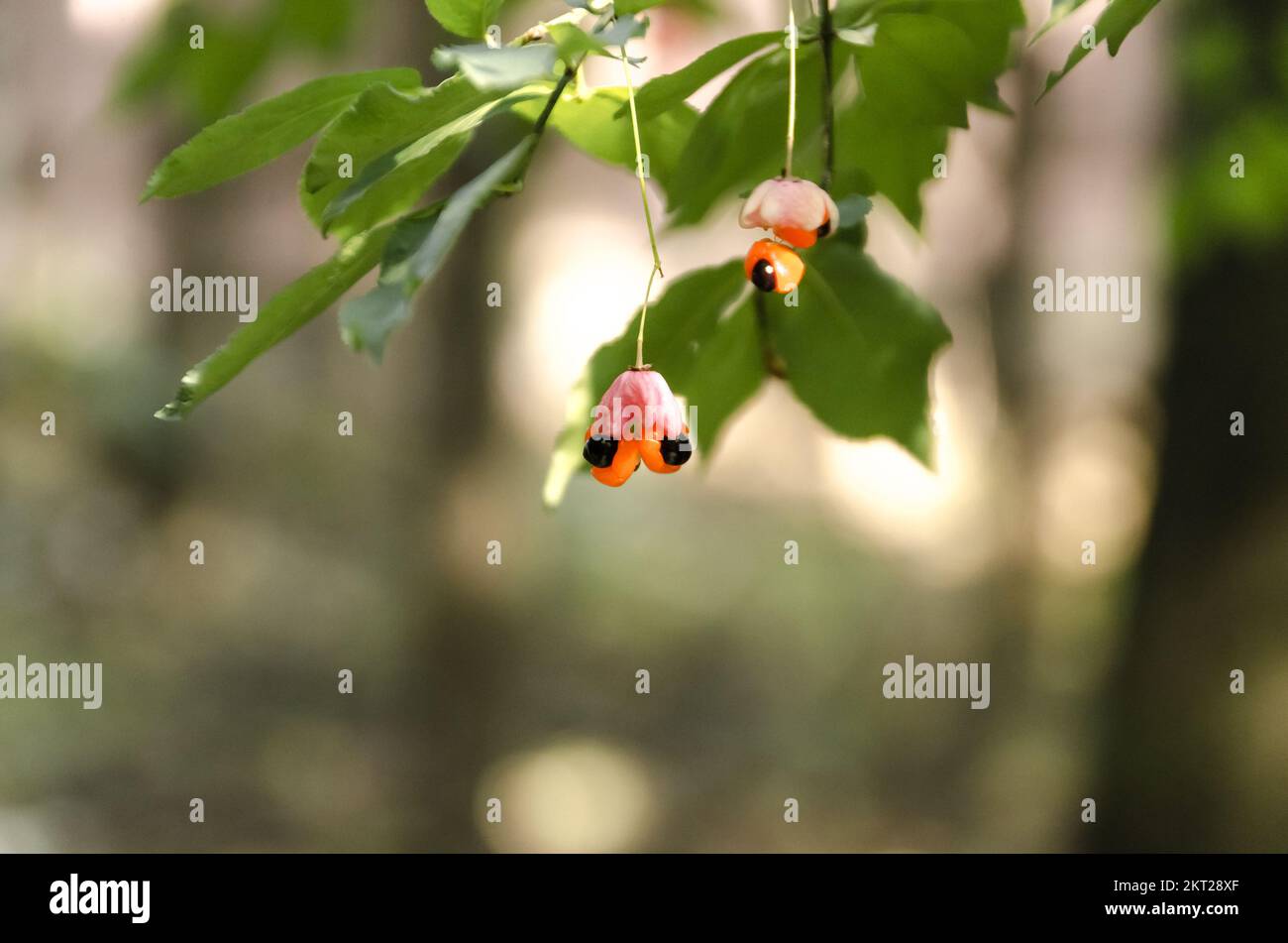 They See You. Euonymus Verrucosus Fruit in Natural Environment Берескле́т Stock Photo