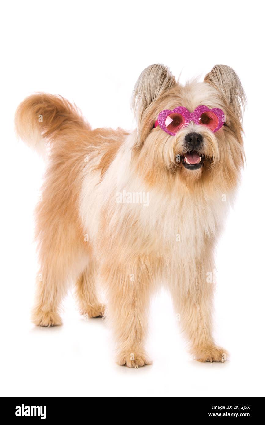Pug dog wearing princess tiara and Rainbow sunglasses Greeting