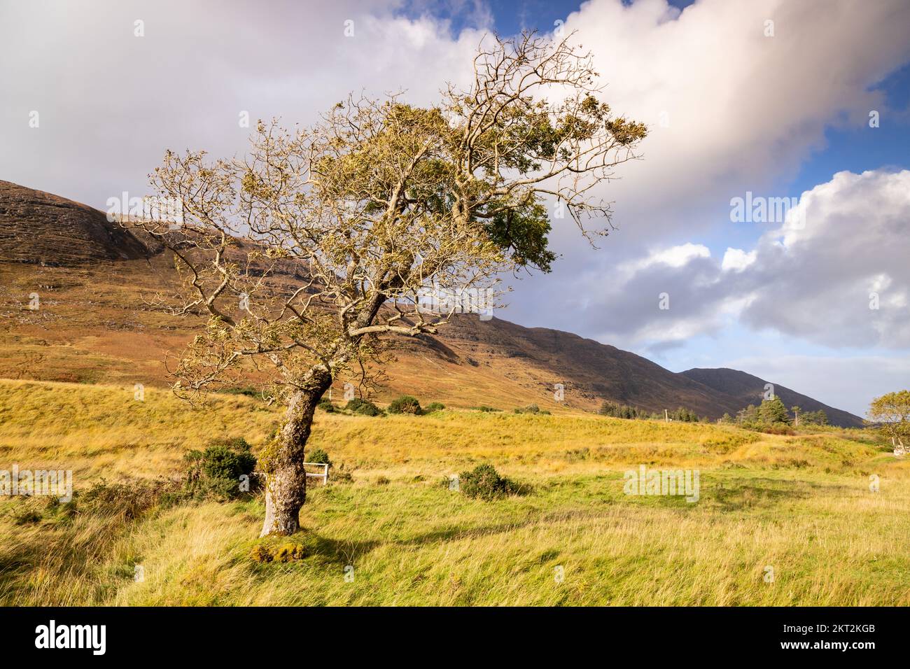 Tree at Applecross on the Atlantic coast of northwest Scotland Stock Photo
