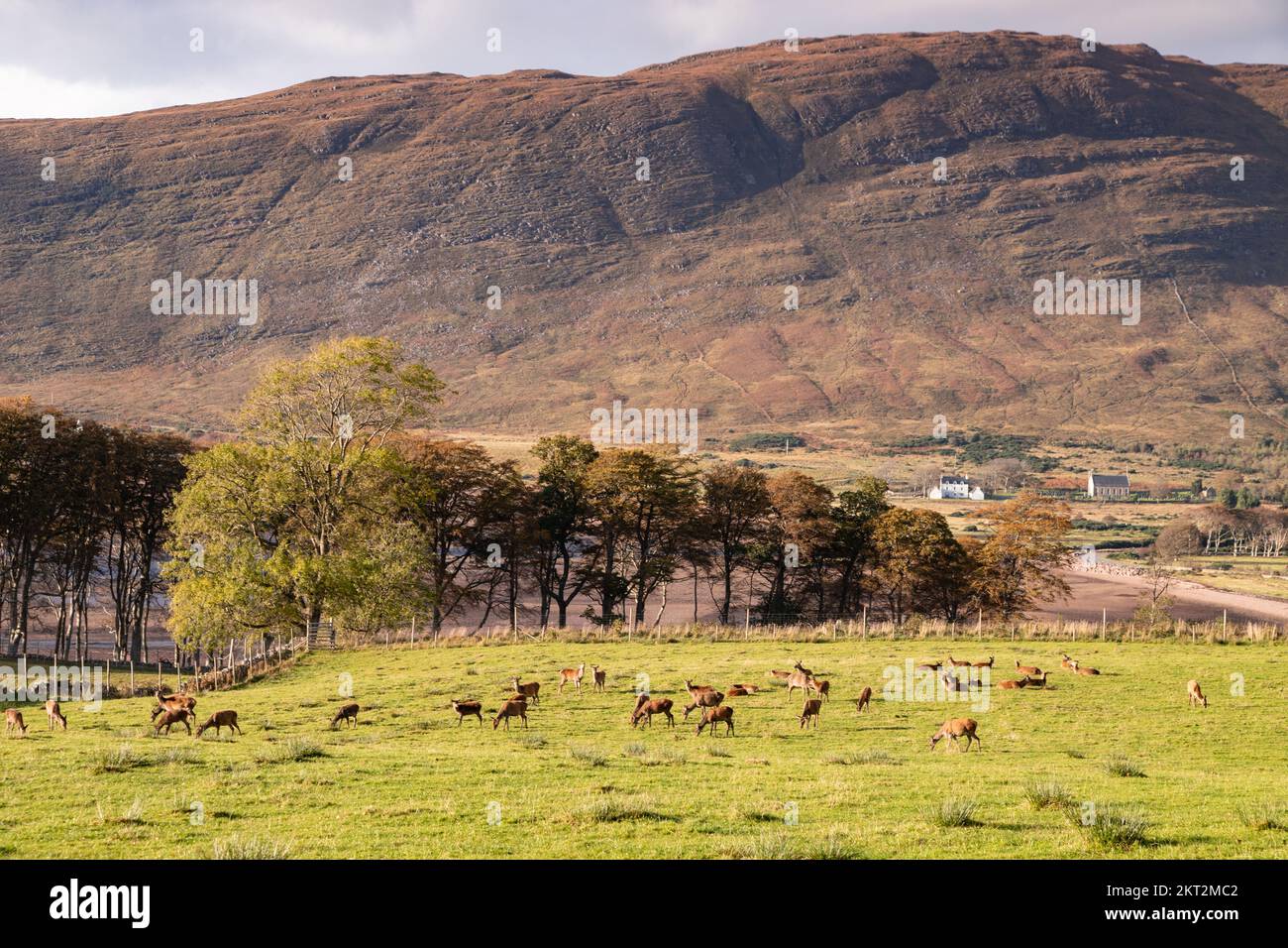 Herd of deer at Applecross in northwest Scotland Stock Photo
