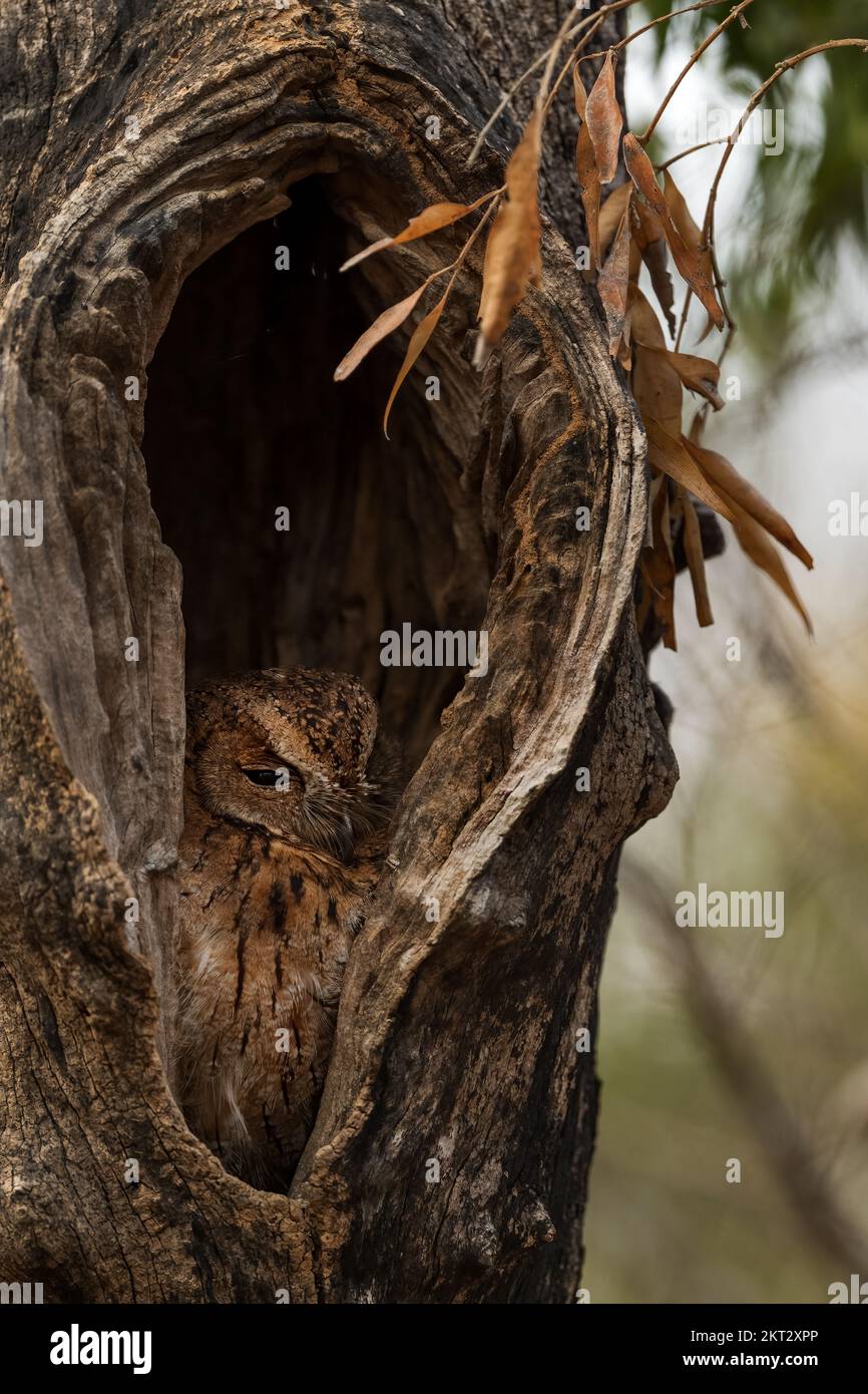 Rainforest Scops Owl - Otus rutilus, beautiful owl endemic to Madagascar forests, Kirindy, Madagascar. Stock Photo