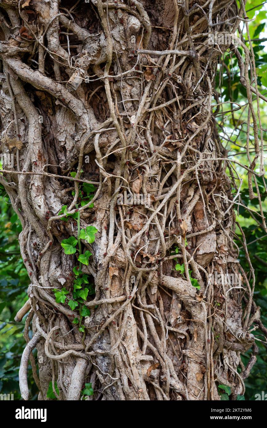 Dead ivy roots on a tree trunk, with a colony of red firebugs Stock Photo