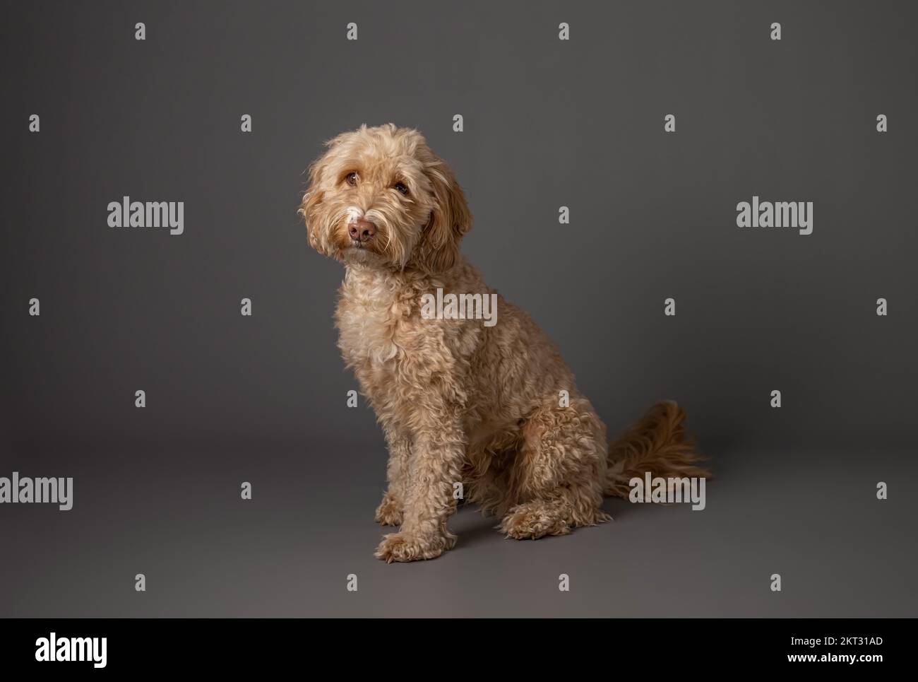 Portrait of a blonde Cockapoo sitting on a grey background Stock Photo