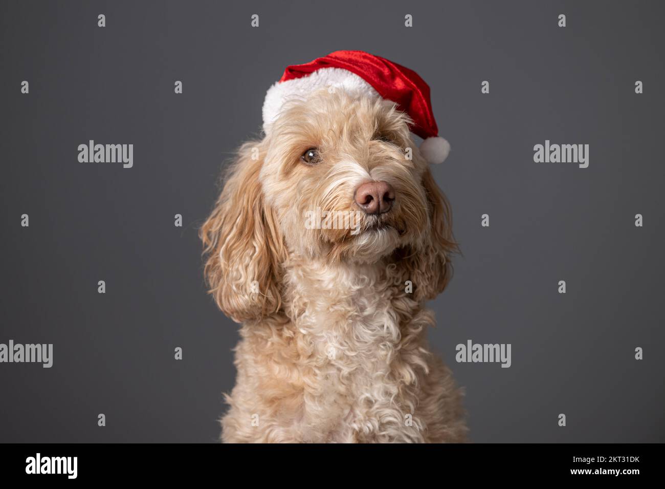 Calendar santa hat hi-res stock photography and images - Alamy