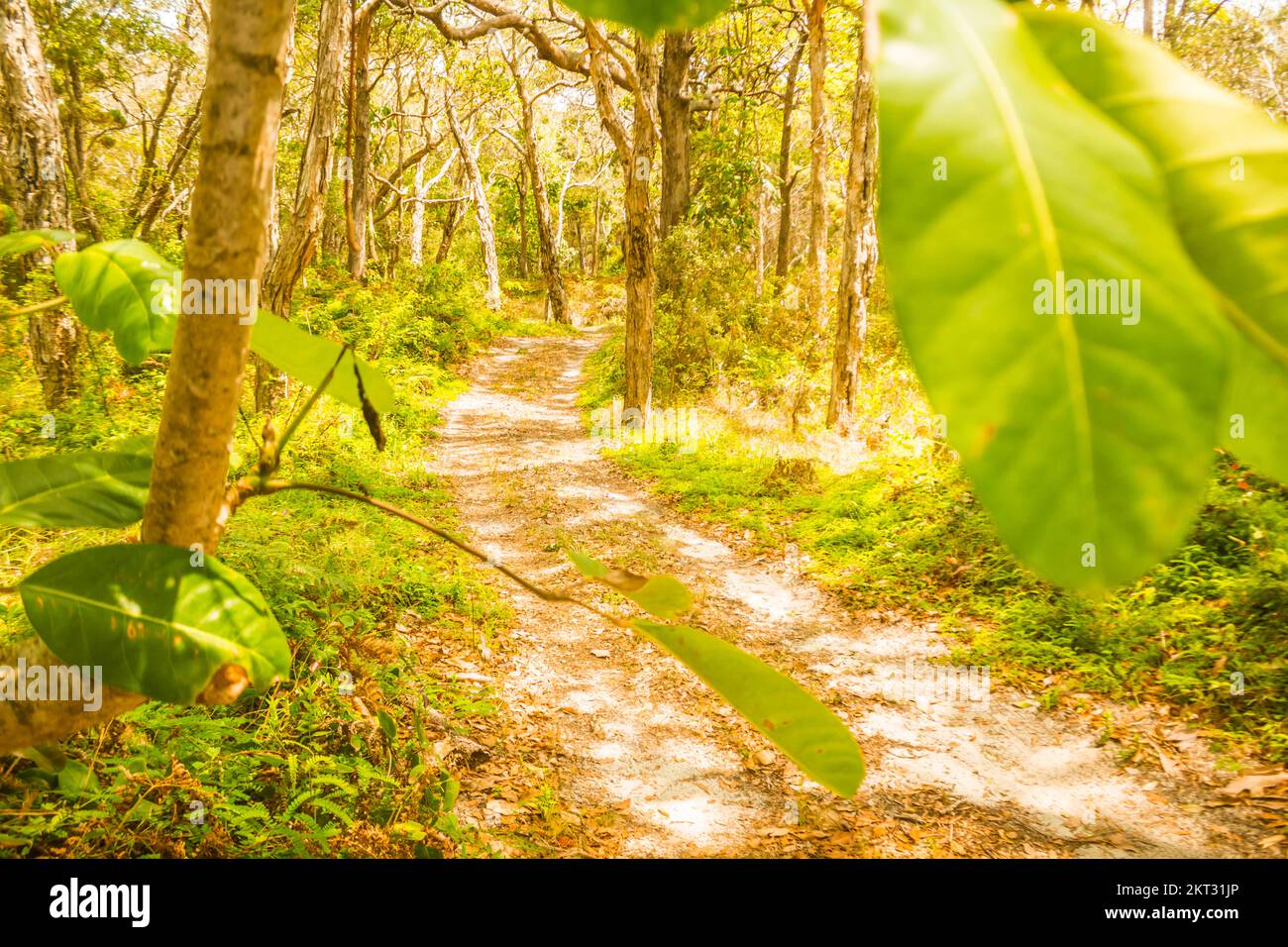 Bright landscape art on a countryside view obscured by foreground
