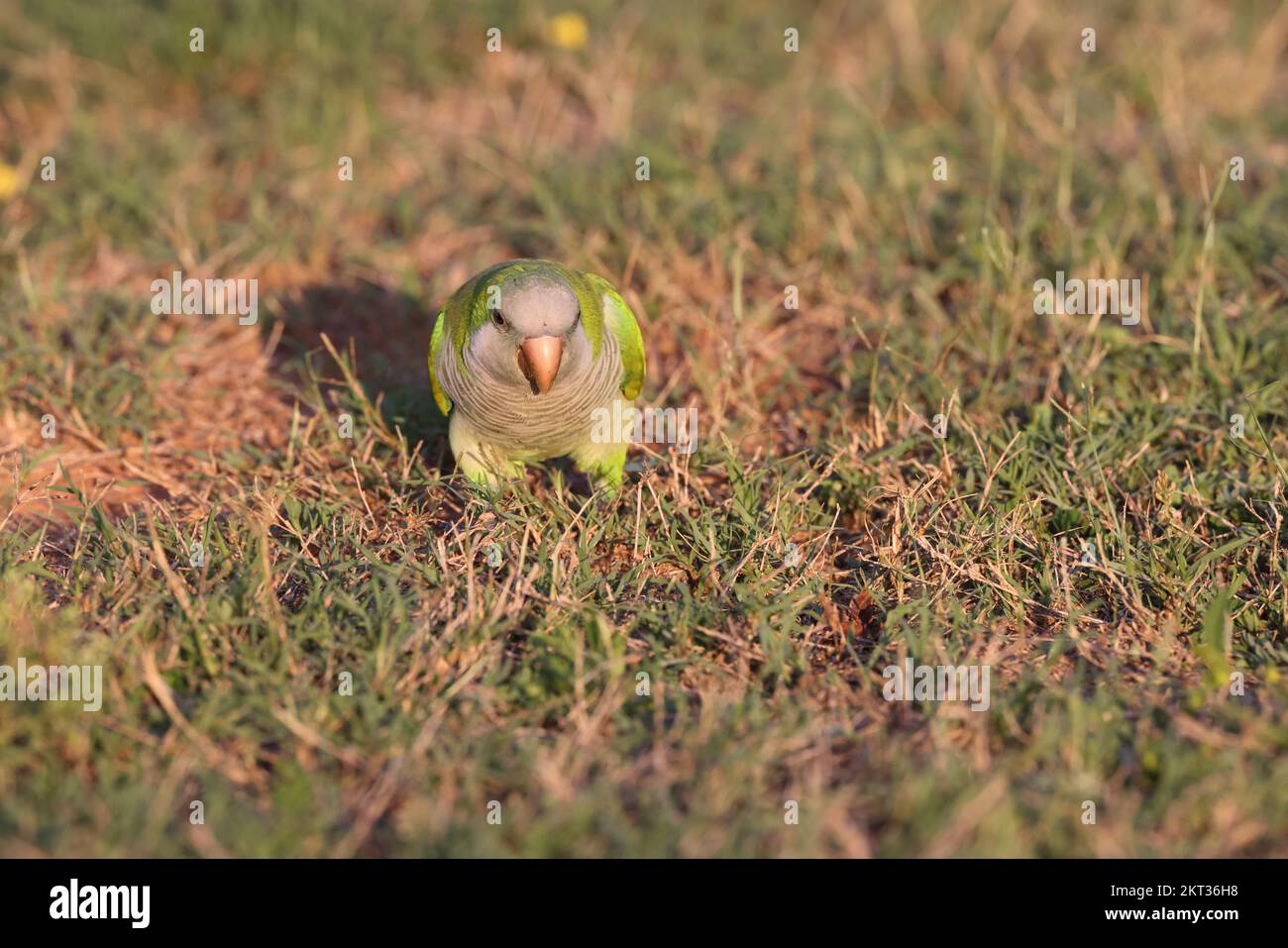 Monk Parakeet (Myiopsitta monachus) Cape Coral Florida Stock Photo Alamy