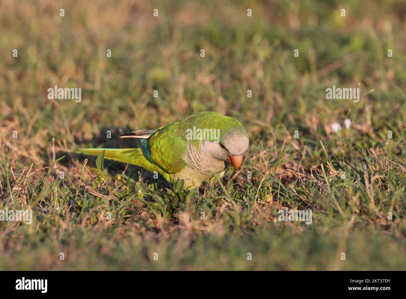 Monk Parakeet (Myiopsitta monachus) Cape Coral Florida Stock Photo Alamy