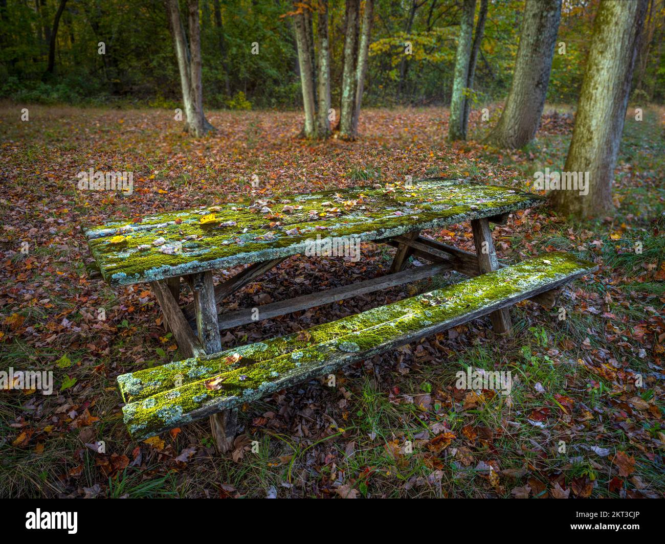 Moss growing on old weathered neglected picnic table, Pennsylvania, USA Stock Photo